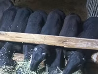 公羊, Sheep — 照片 7