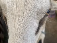 Ziegenbock, Alpine goat — Foto 5