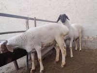 Ziegenbock, Ziegen — Foto 5