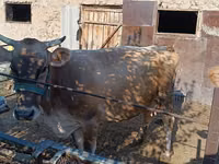 Sigir, Swiss cattle — 2-rasm