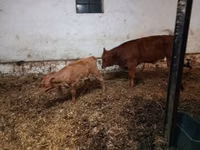 Vaca, Ganado vacuno — foto 3