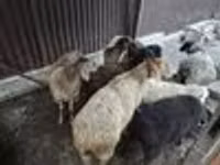 Schaf, Edilbay sheep — Foto 4