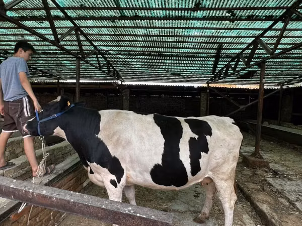 母牛, Holstein breed — 吉尔吉斯斯坦