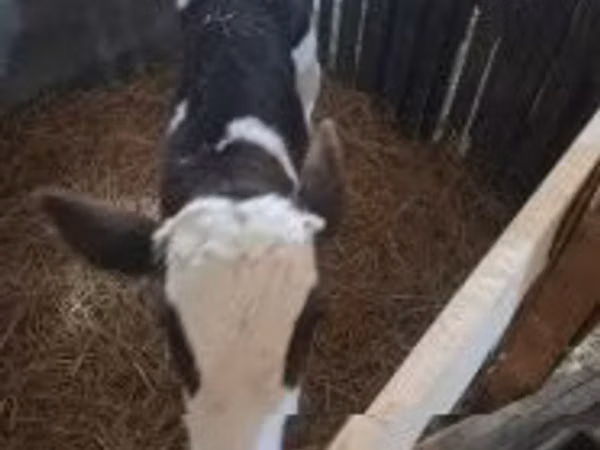 公牛, Cattle