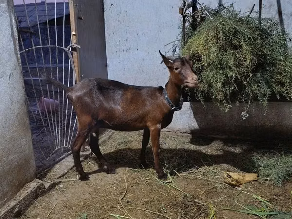 Ziege, Murcia-Granada goats