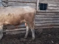公牛, Cattle — 照片 2