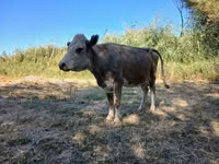 गाय, Latvian Blue cattle — फ़ोटो 3