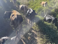 Cow, Cattle — photo 3