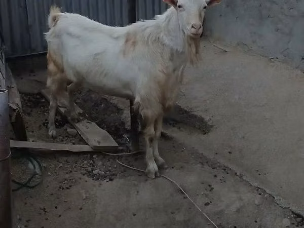 تيس, الماعز — أوزبكستان