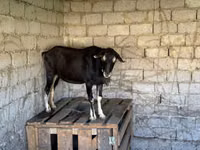 Ешкі, Ешкілер — 8-сурет