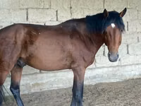 Caballo, Anglo-Arabian — foto 2