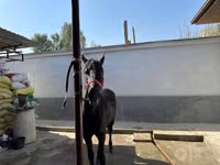 حصان, الخيول — الصورة 5
