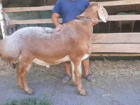 Widder, Arashan sheep — Foto 1