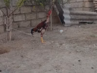Chickens — 5-сурет