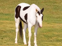 Hengst, American paint horse — Foto 3