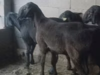 Ram, Hissar sheep — photo 2