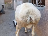 Widder, Arashan sheep — Foto 5