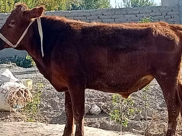 Bulle, Rinder