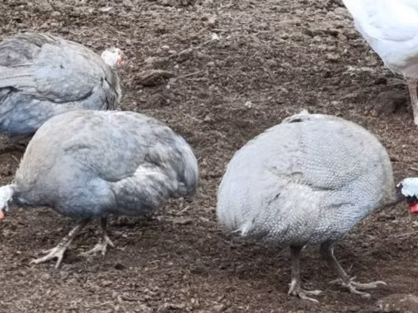 لافندر