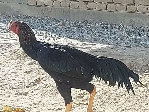 Chickens — أوزبكستان
