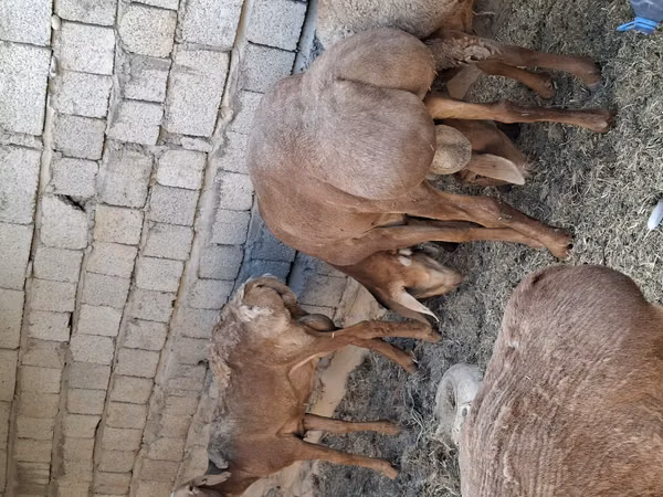 نعجة, Arashan sheep — كازاخستان