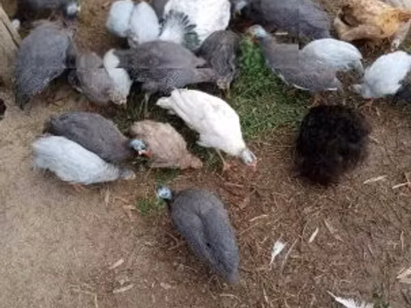 Guinea fowl