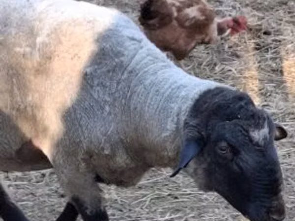 Кочкор, Ак Суффолк койу
