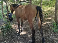 Stute, Horse breed — Foto 4