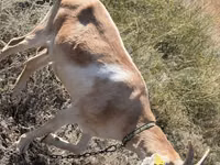 Echki, Saanen goat — 5-rasm