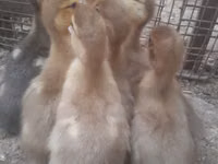 Ducks — फ़ोटो 6