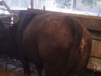 母牛, Swiss cattle — 照片 5