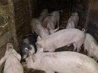 Eber, Schweine — Foto 3