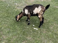 Ziege, Nubian Goat — Foto 1