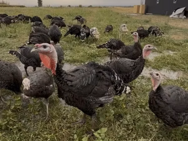 Turkeys — Kirgisistan