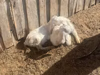 عنزة, Nubian Goat — الصورة 2