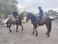حصان, Thoroughbred horse — الصورة 7