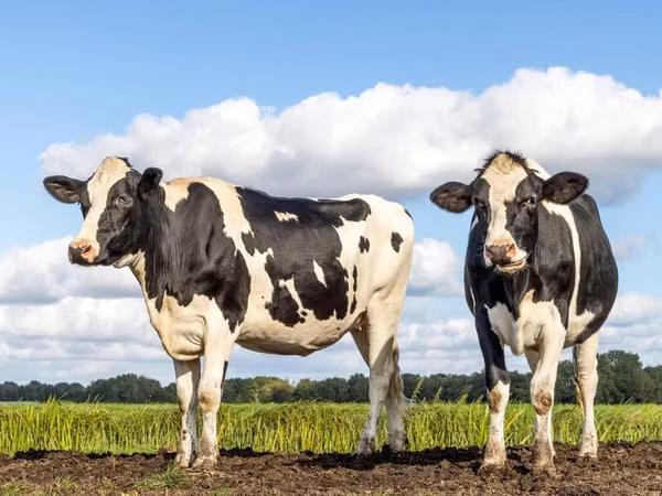 母牛, Holstein breed — 吉尔吉斯斯坦