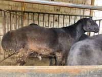 كبش, Hissar sheep — الصورة 1