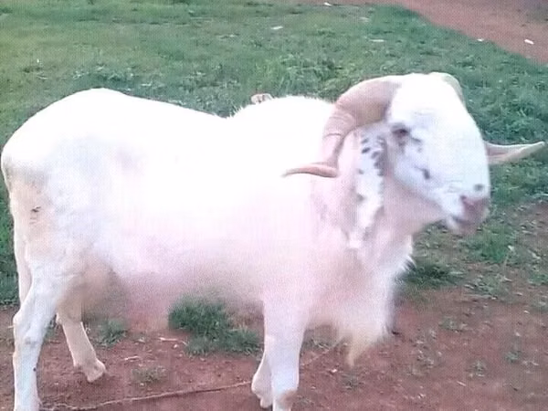 公羊, Sheep