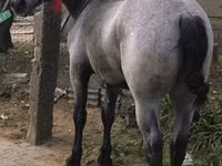 Caballo, Caballos — foto 8