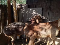 Widder, Hissar sheep — Foto 5