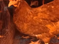 Chickens — foto 8