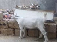 母山羊, Saanen goat — 照片 2
