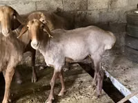 Carnero, Rhon sheep — foto 3