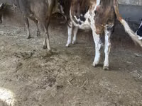 公牛, Simmental cattle — 照片 1