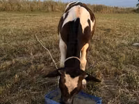Kuh, Holstein-Rasse — Foto 4