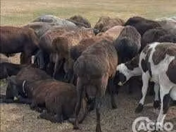 Schafe (Partie, Geschlecht nicht angegeben), Karakul sheep
