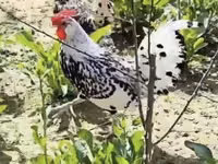 Тооктор — сүрөт 5