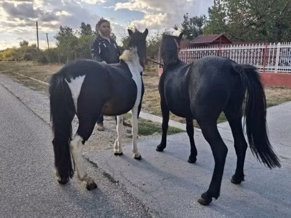 公马, Horses