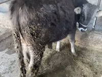 公牛, Swiss cattle — 照片 1